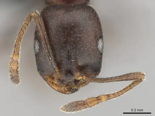 Monomorium delagoense - CASENT0252688