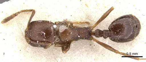Monomorium delagoense - CASENT0902196