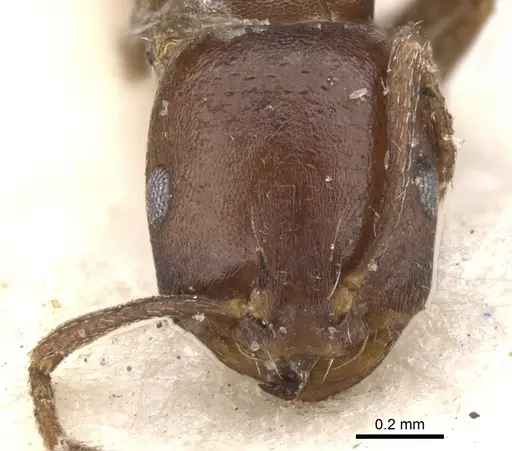 Monomorium delagoense - CASENT0902196