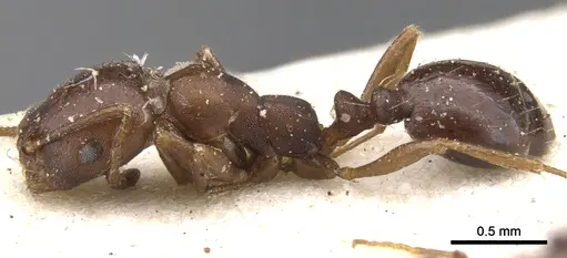 Monomorium delagoense - CASENT0902196