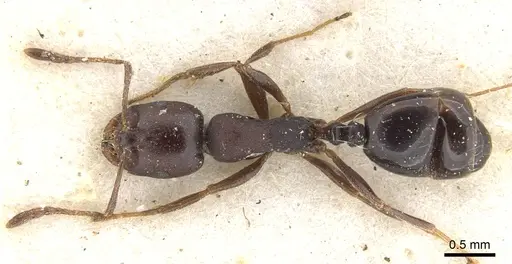 Monomorium delagoense - CASENT0902197