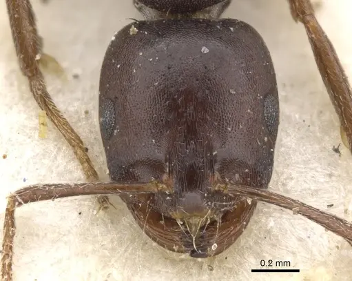 Monomorium delagoense - CASENT0902197
