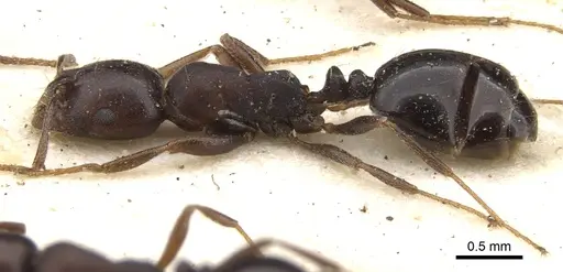 Monomorium delagoense - CASENT0902197