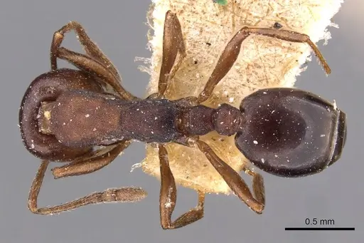 Monomorium delagoense - CASENT0908737