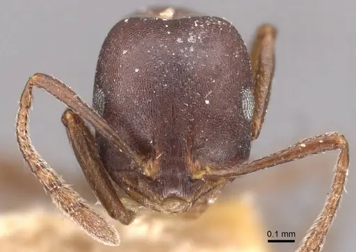 Monomorium delagoense - CASENT0908737