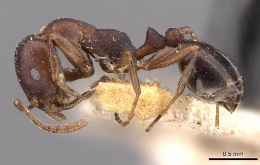 Monomorium delagoense - CASENT0908737