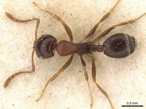 Monomorium delagoense - CASENT0908738