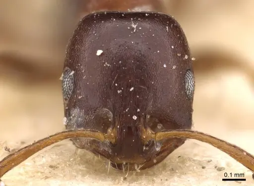 Monomorium delagoense - CASENT0908738