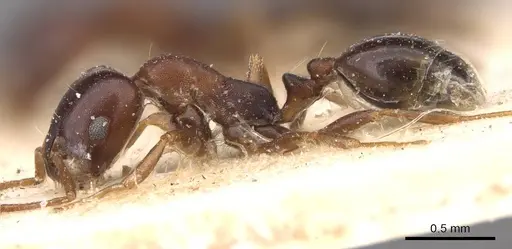 Monomorium delagoense - CASENT0908738