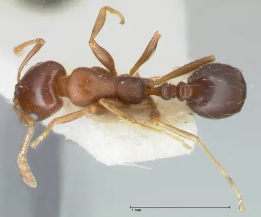 Monomorium delagoense - FOCOL1740