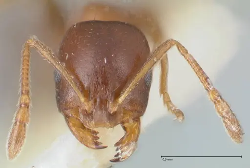 Monomorium delagoense - FOCOL1740