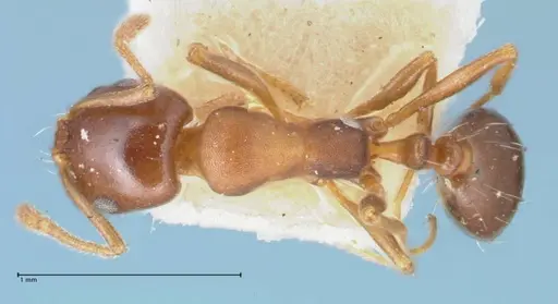 Monomorium delagoense - FOCOL1741