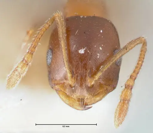 Monomorium delagoense - FOCOL1741