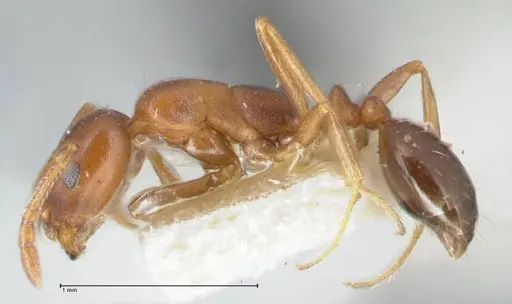Monomorium delagoense - FOCOL1741