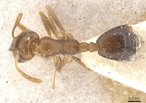 Monomorium demisum specimen