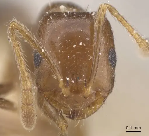 Monomorium demisum specimen