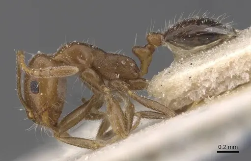 Monomorium demisum specimen