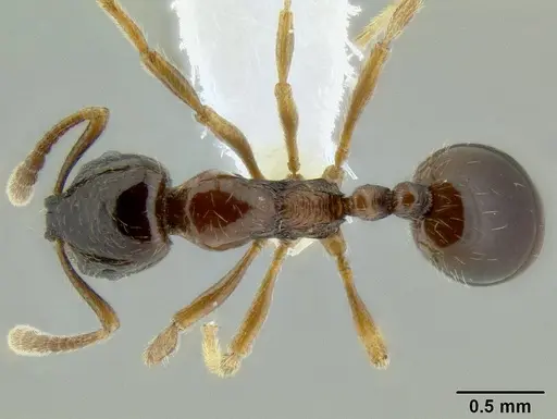 Monomorium denticulatum specimen