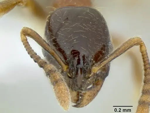 Monomorium denticulatum specimen