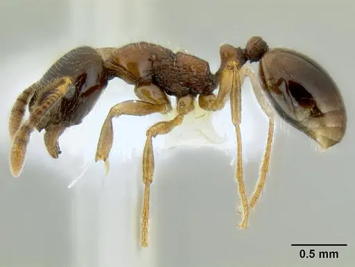 Monomorium denticulatum specimen