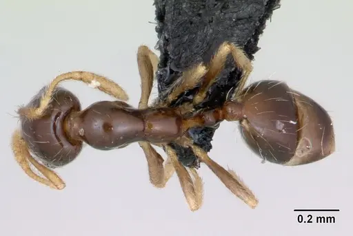 Monomorium denticulum specimen