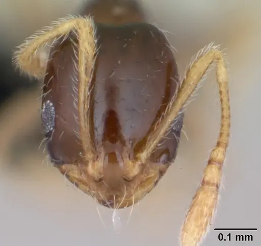 Monomorium denticulum specimen