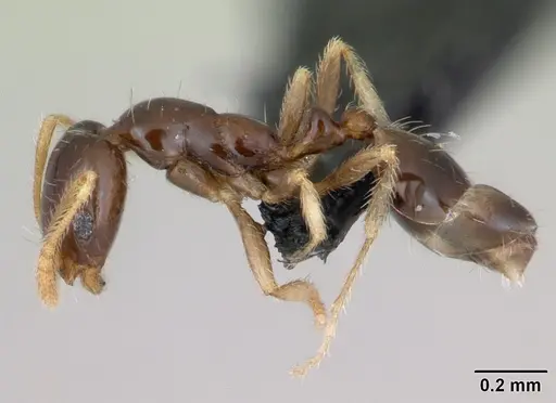 Monomorium denticulum specimen