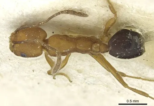 Monomorium dictator specimen