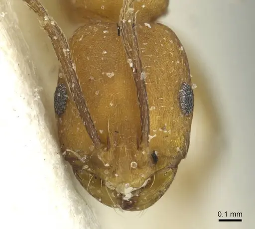 Monomorium dictator specimen