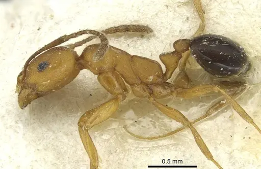 Monomorium dictator specimen