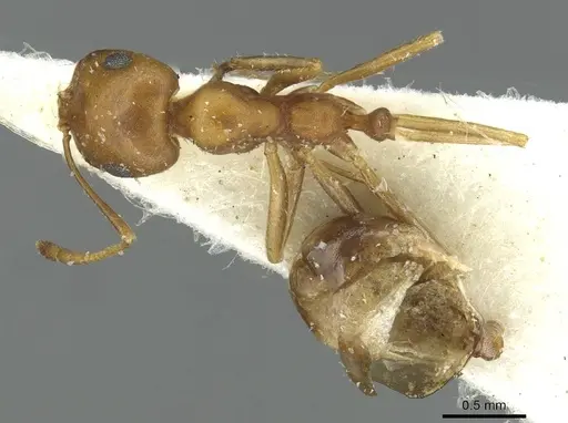 Monomorium dirie specimen