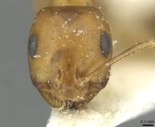 Monomorium dirie specimen