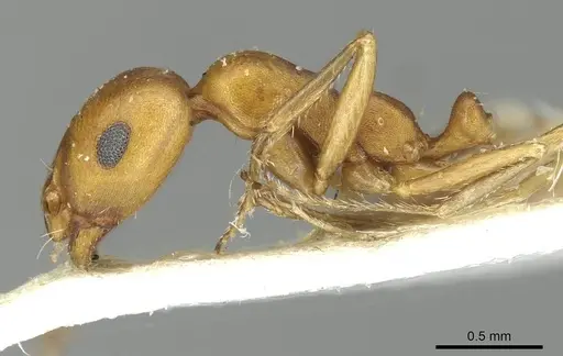 Monomorium dirie specimen