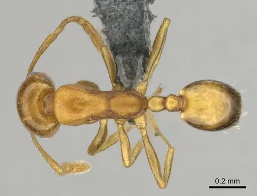 Monomorium disertum specimen