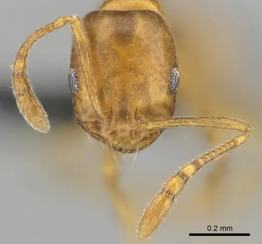 Monomorium disertum specimen