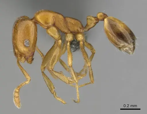 Monomorium disertum - CASENT0252768
