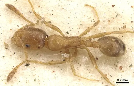 Monomorium disertum - CASENT0902216