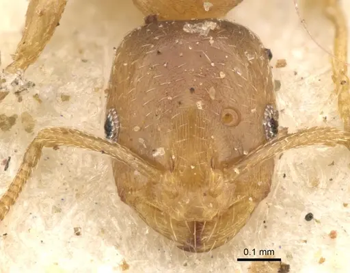 Monomorium disertum - CASENT0902216