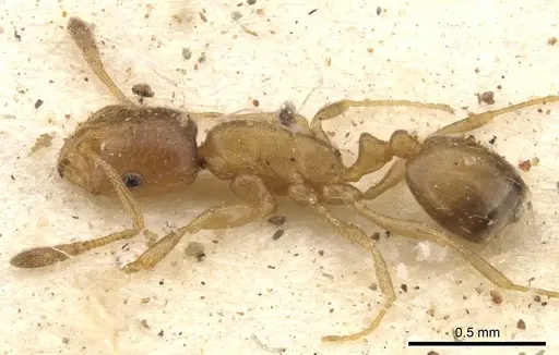 Monomorium disertum - CASENT0902216