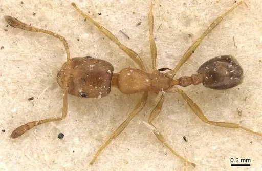 Monomorium disertum - CASENT0908744