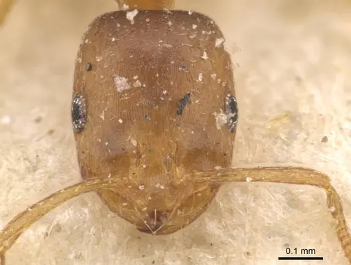 Monomorium disertum - CASENT0908744