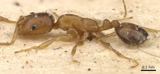 Monomorium disertum - CASENT0908744