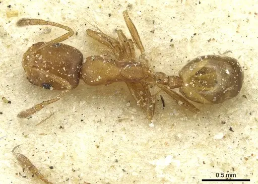 Monomorium disertum - CASENT0913574