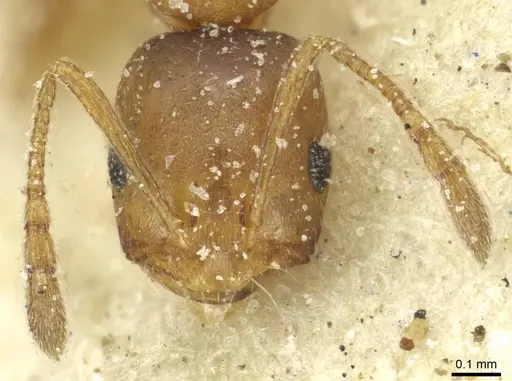 Monomorium disertum - CASENT0913574