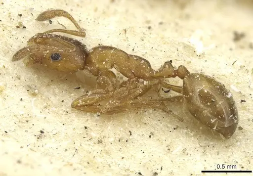 Monomorium disertum - CASENT0913574