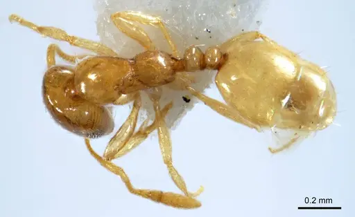 Monomorium disetigerum specimen