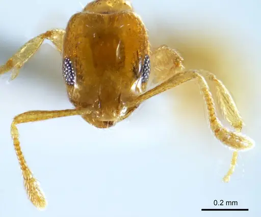 Monomorium disetigerum specimen