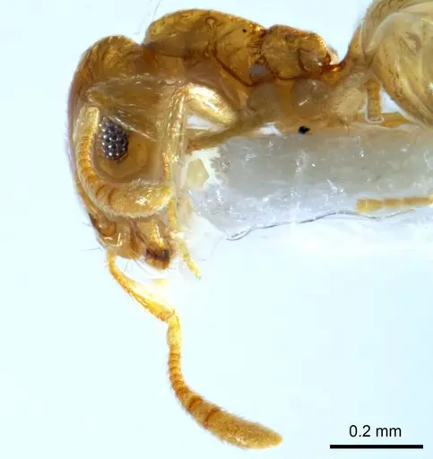 Monomorium disetigerum specimen