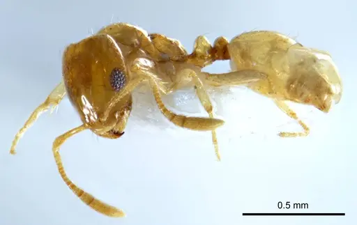 Monomorium disetigerum - ANTWEB1008675