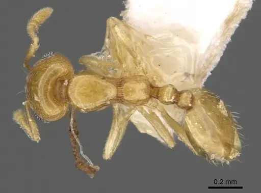 Monomorium disetigerum - CASENT0902302